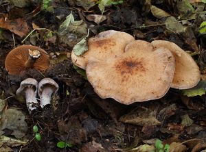 Pavučinec dvouzávojový - Cortinarius bivelus (Fr.) Fr. 1838