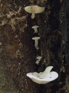 Strmělka drobnovýtrusá - Ossicaulis lachnopus (Fr.) Contu