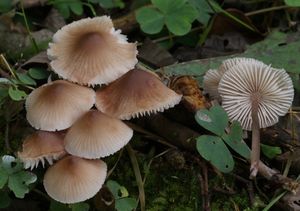 Helmovka zefírová - Mycena zephirus (Fr.) P. Kumm. 1871