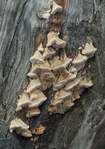 Outkovka různotvará - Antrodia heteromorpha  (Fr.) Donk