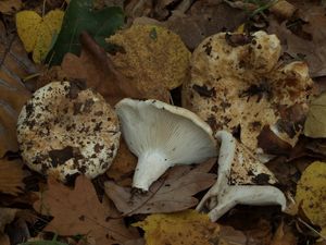 Holubinka akvamarínová - Russula chloroides (Krombh.) Bres. 1900