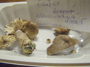 Čirůvka růžovolupenná - Tricholoma orirubens Quel.