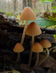 Sametovka pestrá - Conocybe rickeniana P.D. Orton 1960