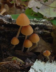 Sametovka pestrá - Conocybe rickeniana