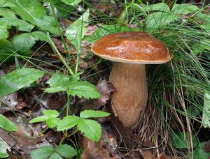 Hřib dubový - Boletus reticulatus Schaeff. 1774
