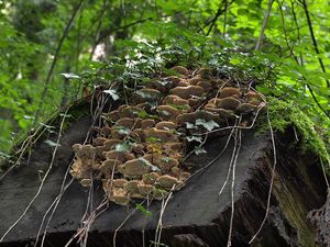 Síťkovec dubový - Daedalea quercina  (L.) Pers. 1801