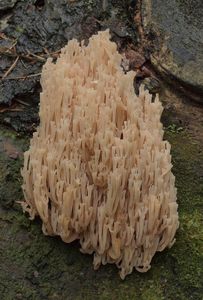 Korunokyjka svícnovitá - Artomyces pyxidatus