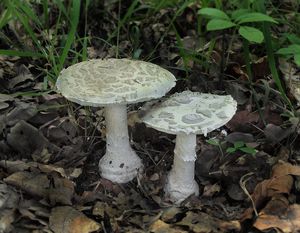 Muchomůrka šiškovitá - Amanita strobiliformis (Paulet ex Vittad.) Bertill. 1866