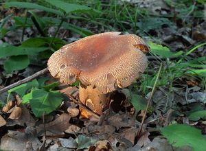 Ryzec syrovinka - Lactarius volemus (Fr.) Fr. 1838