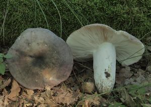 Holubinka namodralá - Russula cyanoxantha (Schaeff.) Fr. 1863