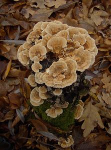 Outkovka pásovaná - Trametes ochracea (Wulfen) Pilát