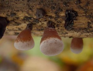 Boltcovitka ucho Jidášovo - Auricularia auricula-judae (Bull.) Quél. 1886