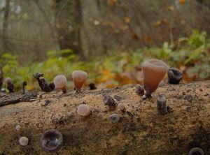 Boltcovitka ucho Jidášovo - Auricularia auricula-judae (Bull.) Quél. 1886