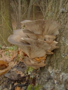 Hlíva ústřičná - Pleurotus ostreatus (Jacq.) P. Kumm. 1871