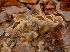 Liška nálevkovitá - Craterellus tubaeformis (Fr.) Quél. 1888
