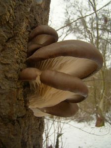 Hlíva ústřičná - Pleurotus ostreatus (Jacq.) P. Kumm. 1871