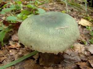 Holubinka nazelenalá - Russula virescens (Schaeff.) Fr. 1836
