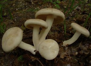 Závojenka olovová - Entoloma sinuatum (Bull.) P. Kumm. 1871