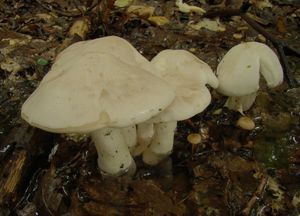 Závojenka olovová - Entoloma sinuatum (Bull.) P. Kumm. 1871