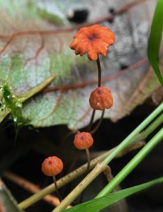 Špička travinná - Marasmius curreyi Berk. & Broome 1879