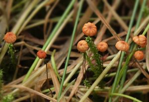 Špička travinná - Marasmius curreyi Berk. & Broome 1879