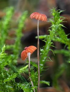 Špička travinná - Marasmius curreyi Berk. & Broome 1879