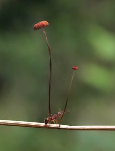 Špička travinná - Marasmius curreyi Berk. & Broome 1879