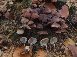 Helmovka skvrnitá - Mycena maculata P.Karst.