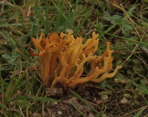 Kyjovečka růžkovitá - Clavulinopsis corniculata (Schaeff.) Conner 1