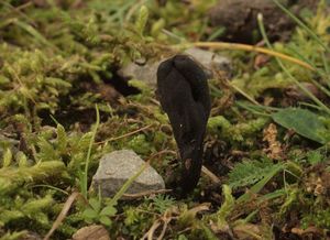 Jazourek srstnatý - Trichoglossum hirsutum (Pers.) Boud. 1907