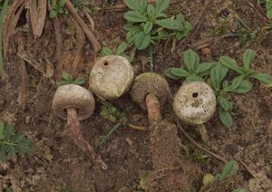 Palečka brvitá - Tulostoma fimbriatum Fr.