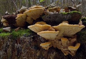 Anýzovník vonný - Gloeophyllum odoratum (Wulfen) Imazeki