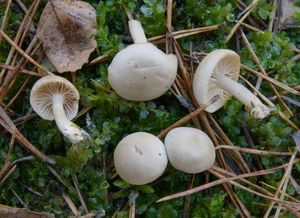 Strmělka vonná - Clitocybe fragrans (With.) P. Kumm. 1871