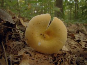 Holubinka měnlivá - Russula risigallina (Batch) Sacc. 1915