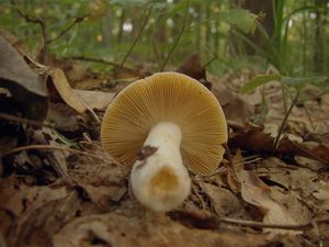 Holubinka měnlivá - Russula risigallina (Batch) Sacc. 1915