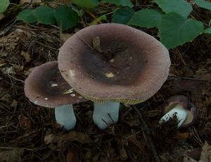 Holubinka Turkové - Russula turci Bres. 1882