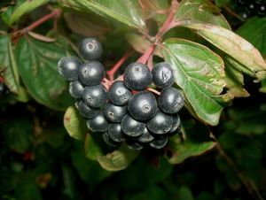 Svída krvavá (Cornus sanguinea)