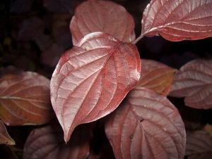 Svída krvavá (Cornus sanguinea)