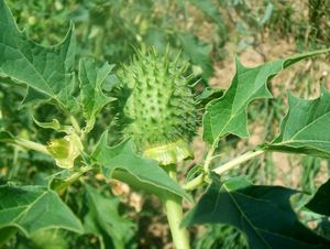 Durman obecný (Datura stramonium)