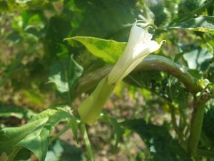 Durman obecný (Datura stramonium)