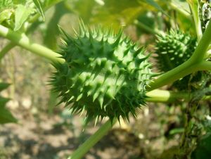 Durman obecný (Datura stramonium)