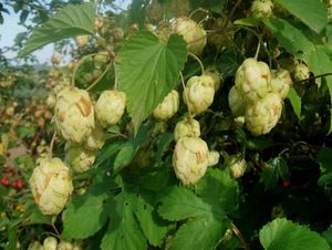 Chmel otáčivý (Humulus lupulus)