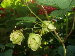 Chmel otáčivý (Humulus lupulus)