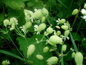 Silenka nadmutá (Silene vulgaris)