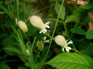 Silenka nadmutá (Silene vulgaris)