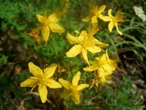 Třezalka tečkovaná (Hypericum perforatum)