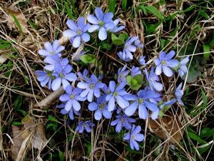 Jaterník podléška (Hepatica nobilis Mill.)