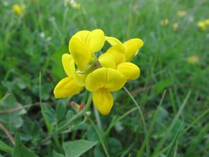 Štírovník růžkatý (Lotus corniculatus)