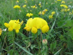 Štírovník růžkatý (Lotus corniculatus)