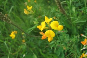 Štírovník růžkatý (Lotus corniculatus)